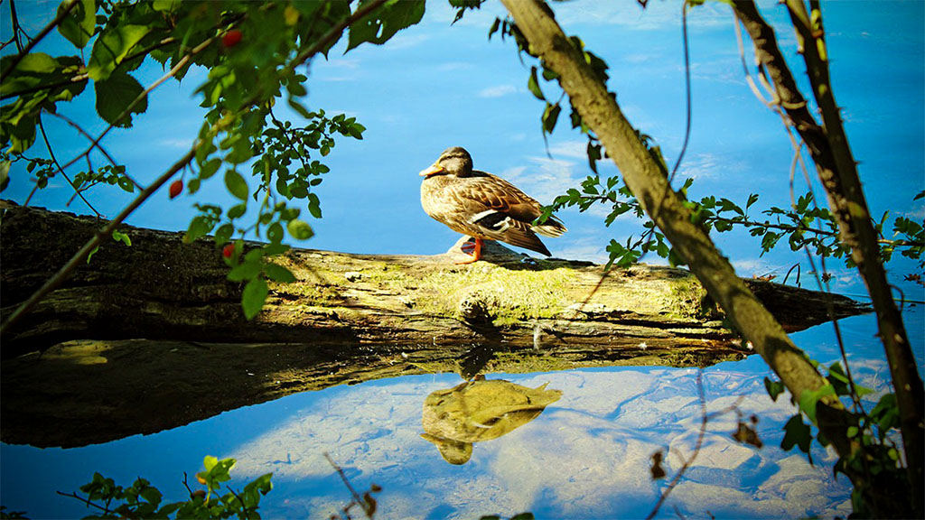 Laacher-See